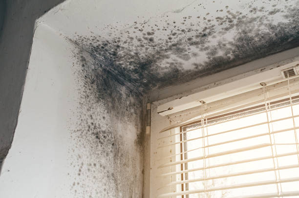 Affordable Mold Remediation solutions in Newton, NC